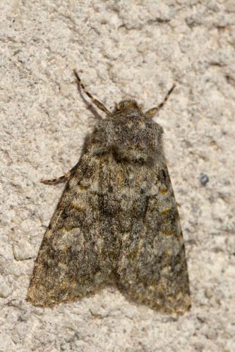 Réf. 270 928 : Polymixis flavicincta