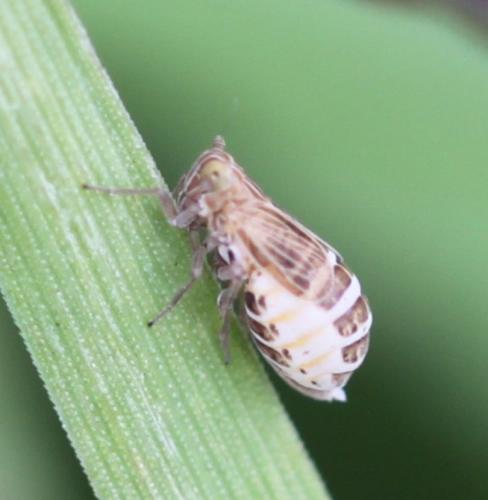 Nothodelphax sp.
