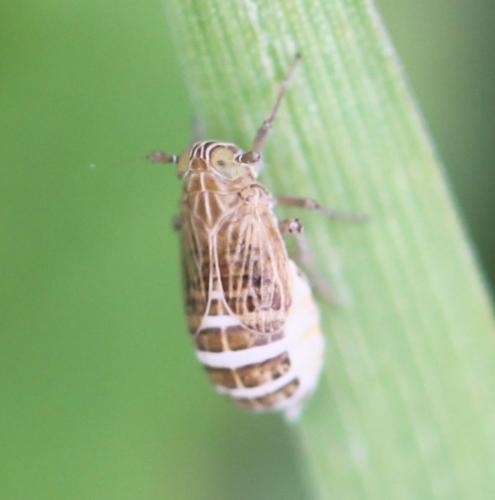Réf. 270 255 : Nothodelphax sp.