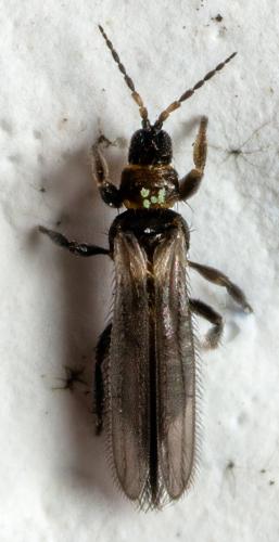 Melanthrips sp.