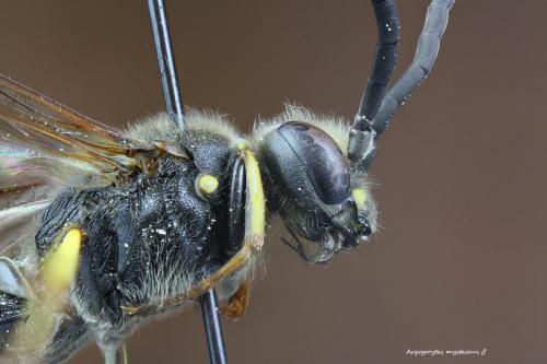 Réf. 270 657 : Argogorytes mystaceus
