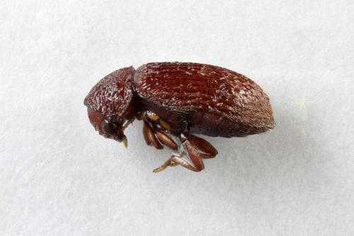 Stegobium paniceum