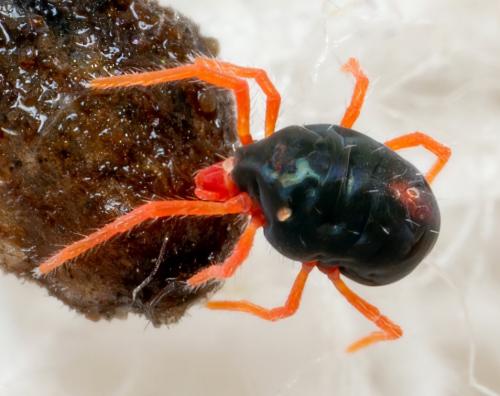 Penthaleus sp.