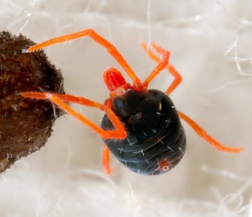 Réf. 270 824 : Penthaleus sp.