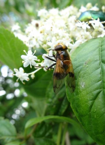 Volucella inflata