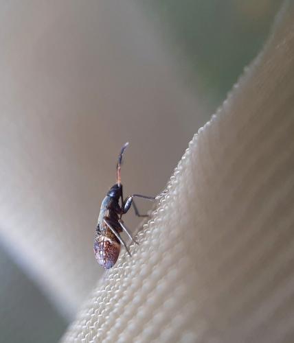 Réf. 270 126 : Ligyrocoris sylvestris