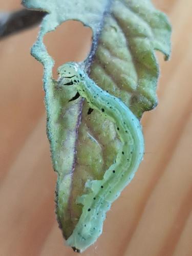 Chrysodeixis chalcites