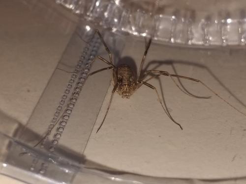 Réf. 270 035 : Opilio saxatilis