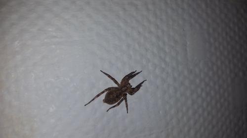 Zoropsis spinimana