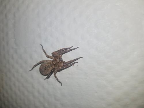 Zoropsis spinimana
