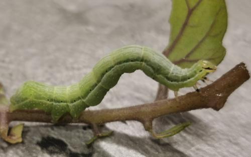Réf. 270 244 : Chrysodeixis chalcites