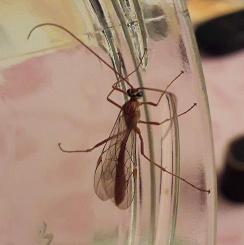 Ophion (obscuratus)