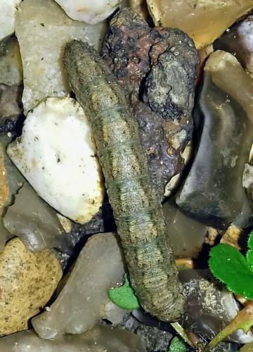 Réf. 270 347 : Agrotis sp.