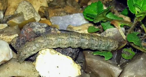 Réf. 270 348 : Agrotis sp.