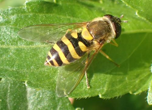 Réf. 270 367 : Syrphus sp.