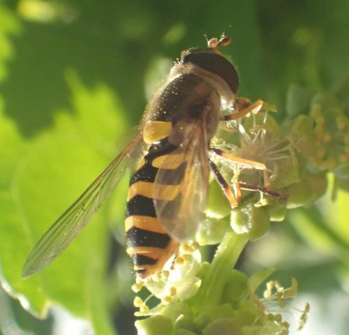 Réf. 270 410 : Syrphus sp.