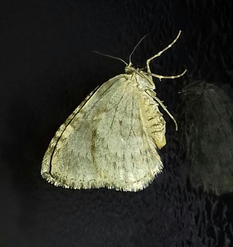 Epirrita sp.