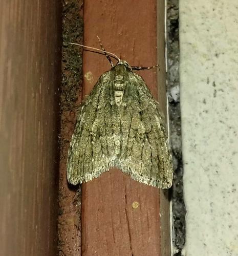 Epirrita sp.