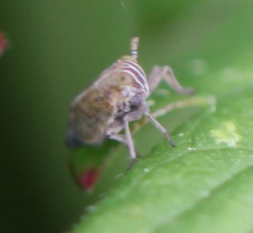 Nothodelphax sp.