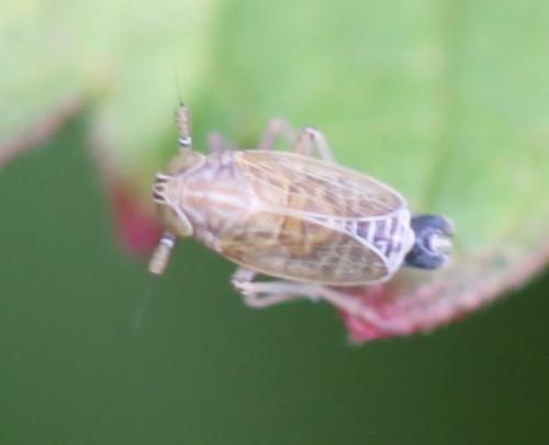 Réf. 270 253 : Nothodelphax sp.