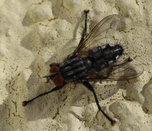 Sarcophaga sp.