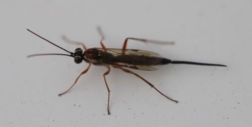 Réf. 270 009 : Lissonota sp.