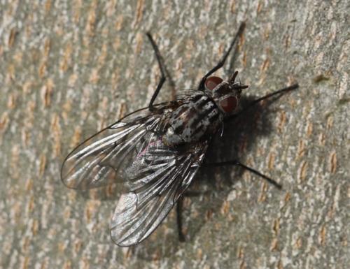 Réf. 270 008 : Phaonia trimaculata