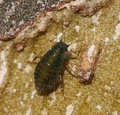 Sipha sp.