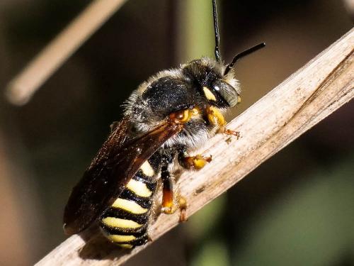 Réf. 270 785 : Rhodanthidium septemdentatum