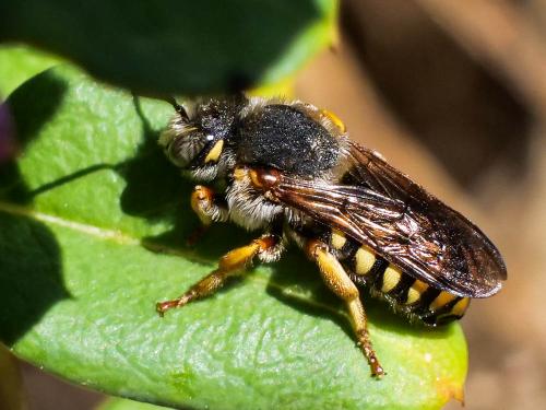 Réf. 270 787 : Rhodanthidium septemdentatum