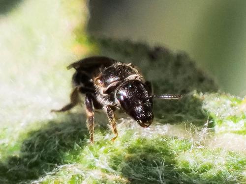 Lasioglossum clypeare