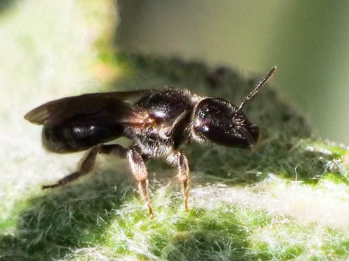 Lasioglossum clypeare