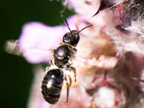 Lasioglossum clypeare