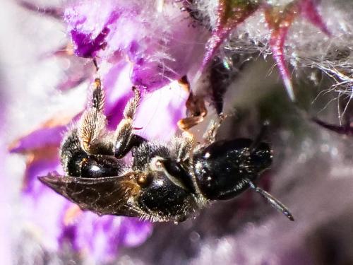 Lasioglossum clypeare