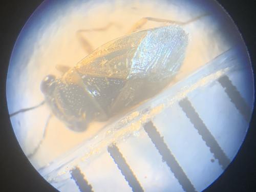 Réf. 270 964 : Geocoris megacephalus