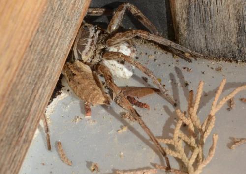 Hogna radiata