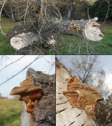 Aradus ribauti