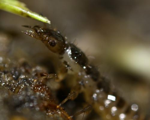 Nebriinae