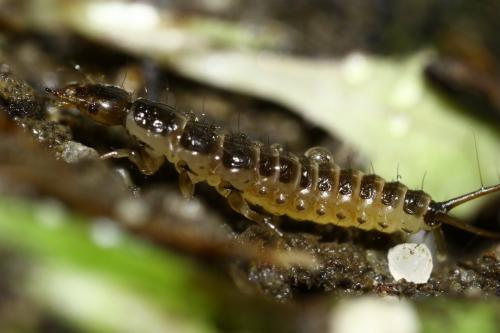 Nebriinae