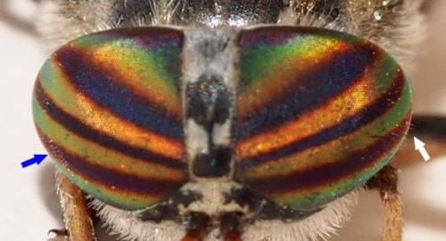 Tabanus castellanus