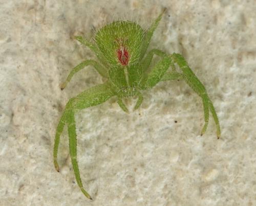 Heriaeus (graminicola-hirtus)