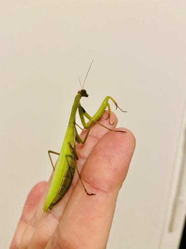 Mantis religiosa