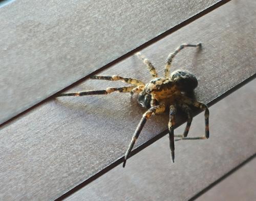 Zoropsis spinimana