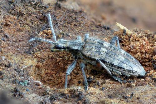 Réf. 270 717 : Rhagium inquisitor
