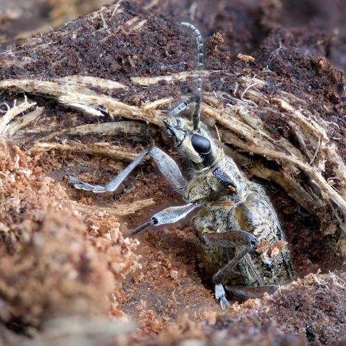 Réf. 270 718 : Rhagium inquisitor