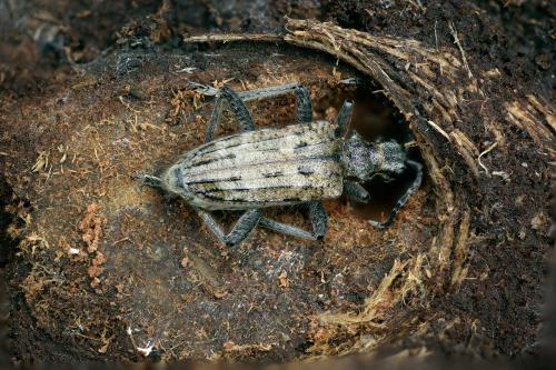 Réf. 270 716 : Rhagium inquisitor