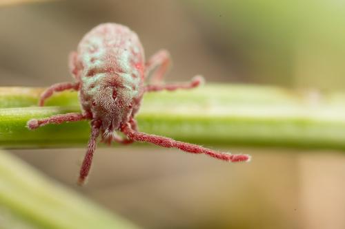 Callidosoma sp.