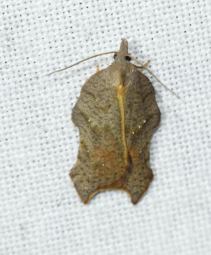 Acleris emargana