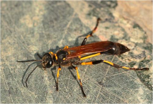 Réf. 270 909 : Sceliphron madraspatanum