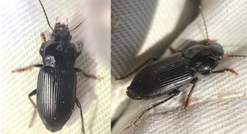 Anisodactylus binotatus